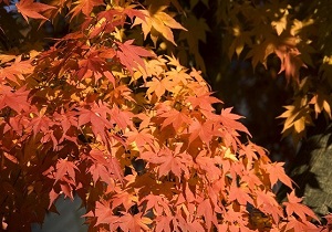 季節の便り